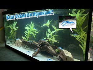 TRANSLUCENT Baby Blue CRAWFISH AQUARIUM!!