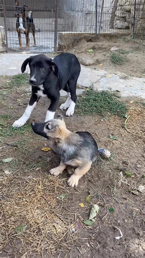 Little Wilma is a small pup with a big personality! Somehow this adorable bundle of fun doesn’t have a home offer yet. Wilma will stay small, she’s about 5 months old and would love a doggy friend who enjoys playing and can put up with puppy shenanigans. She can live with dog savvy cats who are prepared to play with her or hop out of her reach. As with all our pups she will need someone home most of the time. Have you fallen for little Wilma? It’s hard not to isn’t it! If you have, then look in 