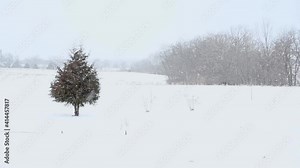 snow covered trees in an open field in southern Illinois, USA