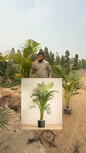 206 reactions · 18 comments | Golden palm (Areca palm ) plants 03457858830 #gerden #palm #decoration #tranding #plants | Dogar Online Nursary and Kitchen Gardening Shop | Facebook