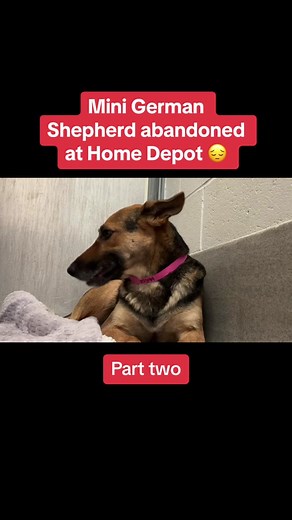 Mini German Shepherd Abandoned at Home Depot Receives First Good Girl Praise | Part 2