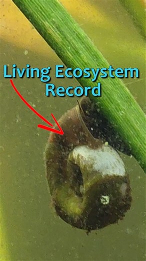 Reading Snail Shell History