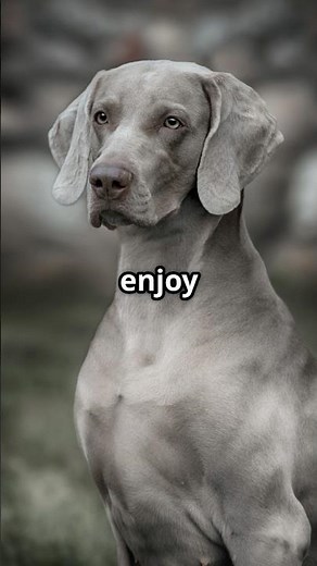 Weimaraner from pup to adult #weimaraner #yt #doglove #pets #dogshorts #cutedog #animals #dogshorts