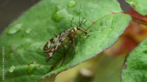 A common scorpionfly, Mecoptera, Panorpidae (Panorpa communis) eats on a green leaf. 4K UHD video footage 3840X2160.