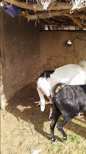 goat breeding season 2026 #goat #shorts