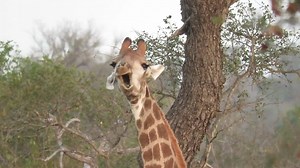 Amidst a captivating safari in Kruger National Park, a rare and amusing sight unfolded as a giraffe playfully contorted its face and mouth in comical yet peculiar manners, providing delightful entertainment for all on the safari. | Rumble