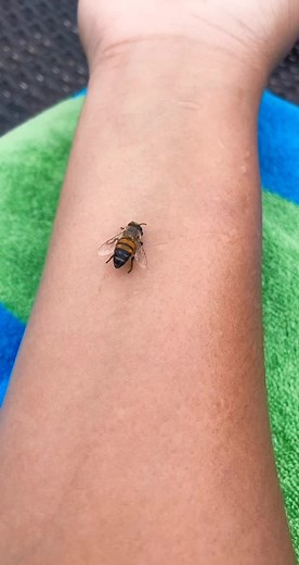 Ok throw it back boo 🐝 #savethebees #fyp #TheChallengeAllStars #bumblebee #paratipage #lol