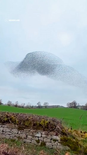 280K views · 666 reactions | thousands of birds fly together to create a dance in the sky 勞 #reels #birds #birdwatching #bird #lookup #wildlife #dance | In The Know Innovation | Facebook