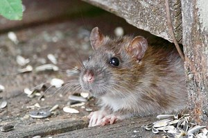 En combien de temps la mort au rat fait effet ?