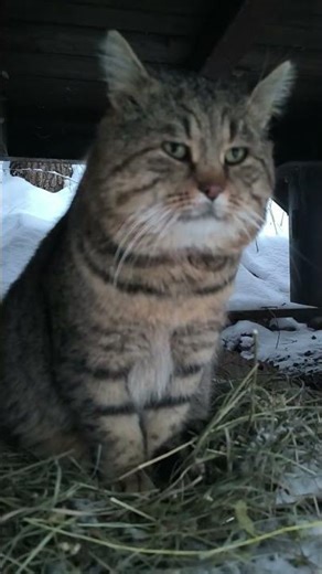 Monday is coming #laughter #humor #cat #cat #funnyvideo