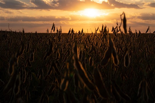 Farmers struggle with damage done by tariffs hitting soybean markets