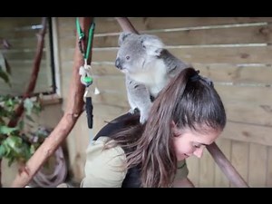 The moment this baby koala climbs up and cuddles cameraman #2 Additional Footage