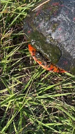 BIG Turtle Red Cooter #florida #explore #outdoors #turtle #fishing #floridawildlife