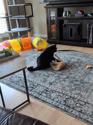 Black Cat and Orange Cat Siblings: Salem & Cheeto Introduction