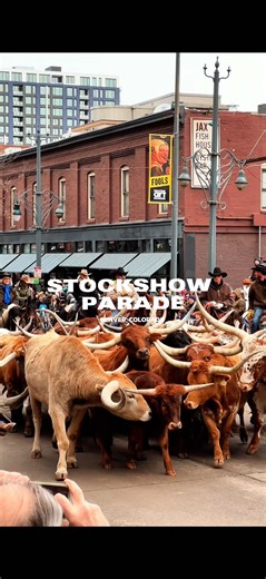 One of the coolest and most iconic parades in the city is happening this Thursday, January 8th — the National Western Stock Show Parade is officially kicking off Stock Show season. If you’ve never experienced it, this is not your average parade. Think 30 Longhorn cattle walking straight through downtown Denver, real cowboys and cowgirls on horseback, marching bands, floats, tractors, and a full-on throwback to Colorado’s western roots. It’s a rare chance to see a true cattle drive in the heart o