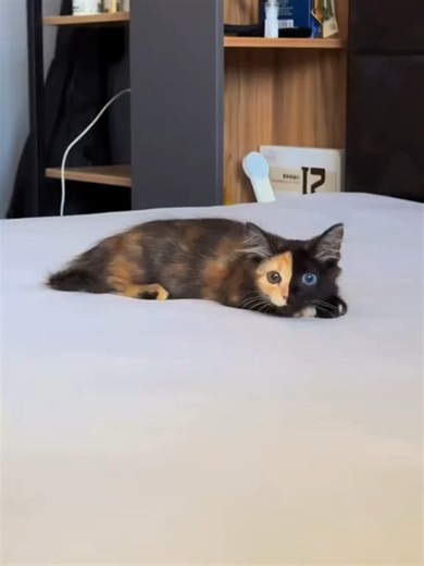 Aafiya Persian Cats Ahmedabad on Instagram: "🐾✨ Meet the rare chimera cat — one of nature’s most fascinating genetic miracles. Unlike ordinary cats, this feline is a true genetic chimera, meaning two sets of DNA fused into a single animal. The result? A breathtaking split-face look that seems too perfect to be real. On the right side, you see a bright orange tabby with a warm hazel eye 👁, while the left side shows a sleek black cat with a piercing blue eye 👁. Perfectly divided straight down t