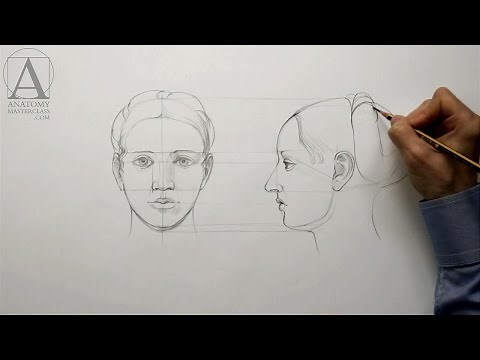 Human Head Proportions - Anatomy Master Class
