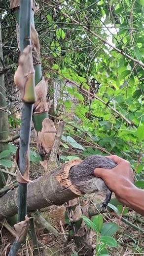 The Animal’s Face Is Bulging | Shocking & Rare Animal Moment 😱