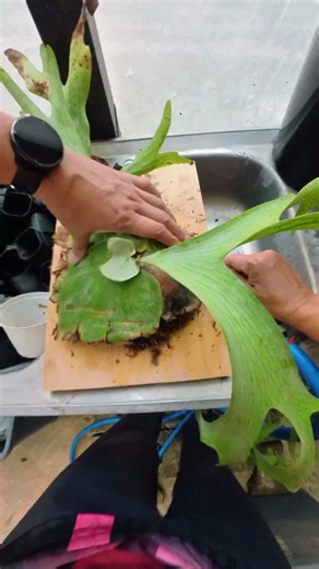 Practice on Staghorn Mounting...