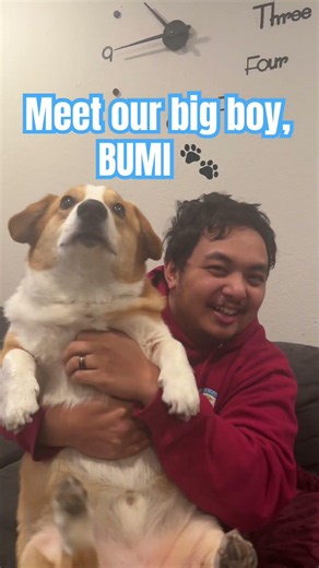 Bumi the Pembroke Welsh Corgi 🐾 #corgi #dogsofyoutube #pembrokewelshcorgi #familyvlog #puppyvideos