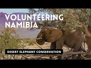 Volunteering in Namibia (Desert Elephant Conservation)