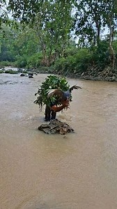 274K views · 279 reactions | Unique way to catch it | Asis | Facebook