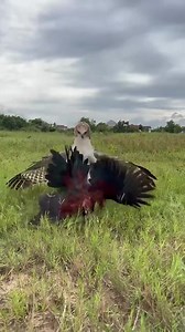 1.1M views · 9.4K reactions | The merciless fight between the eagle and the rooster, will the winner be the eagle or the rooster | Royale Brother's | Facebook