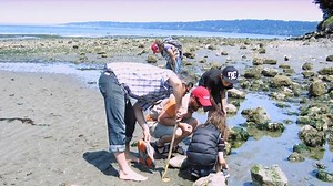 From Sea to Shore: Seattle's Top Tide Pooling Beaches