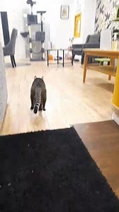 We all know and love Ferb 🥰 But not many of you have met his best friend Phineas, as Phineas is a shy boy, he will come out for treats and as soon as we close hes out playing fetch with his favourite toy Mr spring. Onve Phineas has gotten to know his humans, he is a different cat, so loving and vocal ❤️ He does have to be rehomed with Ferb. Ferb is very confident, loving and very much a lap cat. They both love other cats 🐈 😻 Here's a video of Phineas playing fetch, ill post a few photos in th