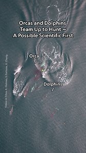 3.5M views · 14K reactions | When scientists in British Columbia...