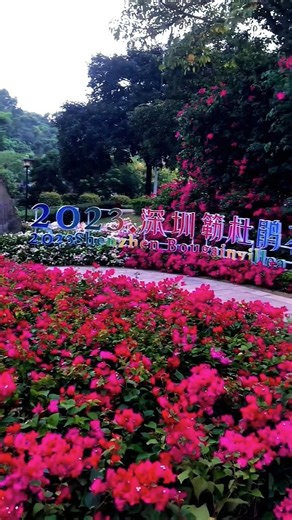 Most beautiful roses in the world#rose#beautifulnaturalflowers#flowergarden #rosegarden