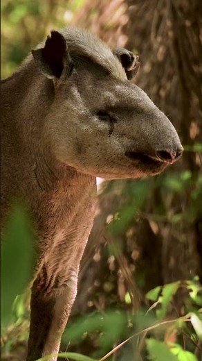 The Secretive South American Tapir