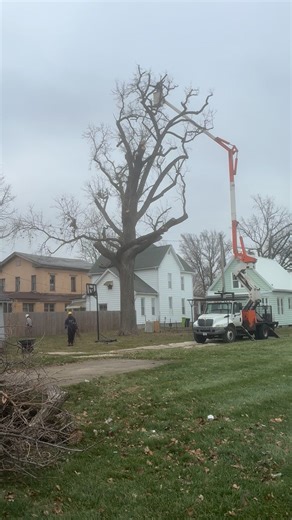 The OG out there getting it done before the high winds on Sunday | T & K Tree Services
