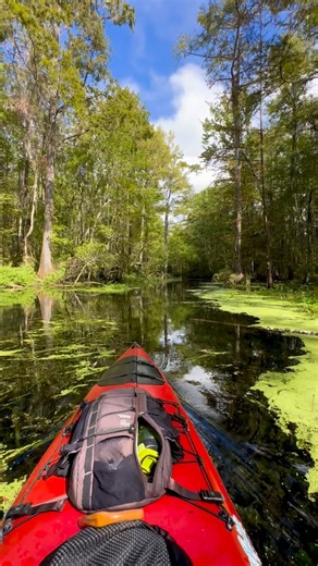 The Wacissa River is fed by at least 12 known springs in its first mile and a half. The locals call the northernmost one Horsehead Spring which is located less than a half mile north of Wacissa River County Park. #horseheadspring #floridapaddling #fpta #wacissariver #wacissarivercountypark | David S. Chen