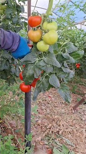 Harvesting process of ripe tomatoes