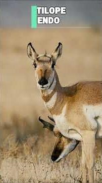 No vas a creer cuál es el animal más rápido del mundo 😱
