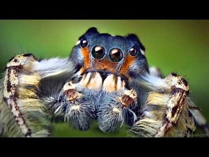 An Introduction to Macro Photography (Plus Some Insane Shots)