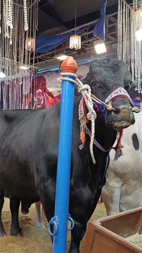 1 Crore ki Cow? 💸 Sultan Bull Price in Karachi Mandi 2026 | Cattle With Mani #shortsfeed