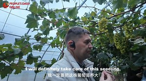 During a visit to China, Usmon Abduqahorov, a #journalist from #Tajikistan, was gifted a grape seedling. He has a vineyard at home and has been searching for the Sunshine Rose grape variety for some time. He was touched and said he would always remember China and Chinese friends. Read full: http://en.people.cn/n3/2024/1023/c90000-20232756.html | WE ARE CHINA