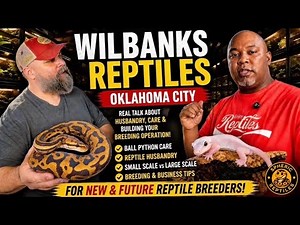 Inside Wilbanks Reptiles: Ball Python Secrets Every Breeder Needs to Know