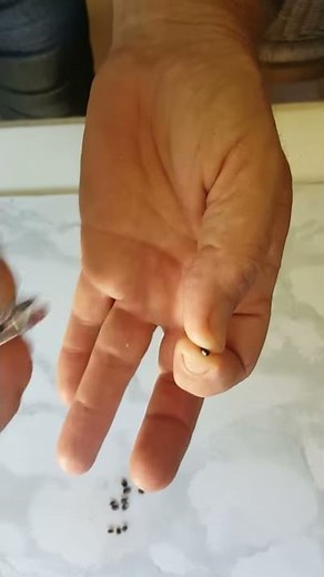 How to nick or scarify hard lucerne tree seeds for germination
