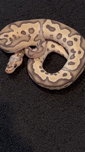 Clown ball python 🤡 #pet #animal #reptile #ballpython #wildlife #nature #cutepets #snake #python