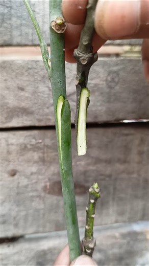 mango side grafting complete process best methods #grafting #gardening #mango