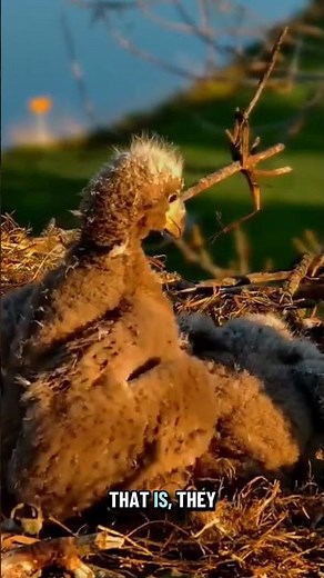 Beloved Bald Eaglets Grow Up Fast