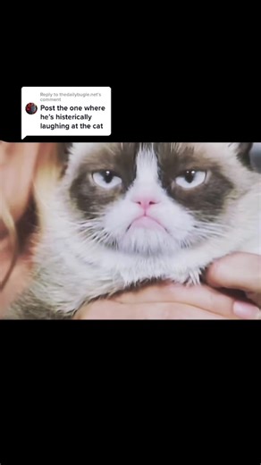 News Anchor Reacts to Grumpy Cat | Funny Bloopers