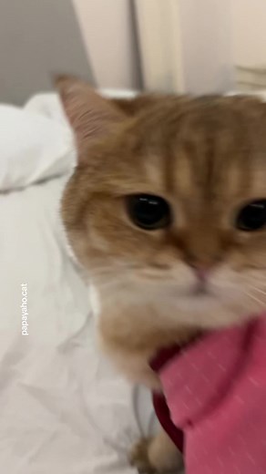 Kimono Cat Breed and TikTok Sensation - Meet Papaya the British Shorthair