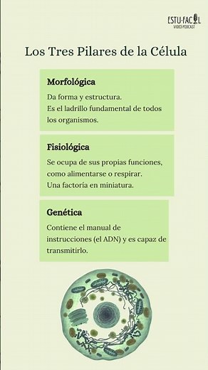 La Célula: Todo lo Esencial en 13 Min | Video·Podcast Visual para Estudiantes #sabiasque