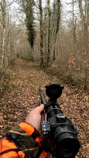 tir d'un chevreuil au saut de la ligne 🦌 #chasse #hunting #chevreuil #brocard #nature #battue