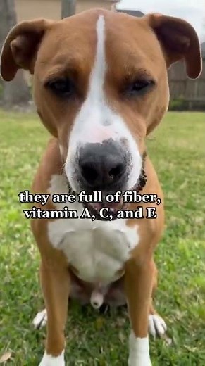 Can dogs eat mangoes?