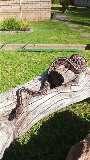 Baby Snake Tongue Flicks...